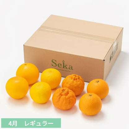 たべごろフルーツ定期便　レギュラーコース3カ月継続プラン（4,880円×3カ月）