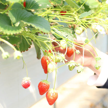 《ギフトシール付き》旬の国産紅白いちごの食べ比べと金柑のギフト