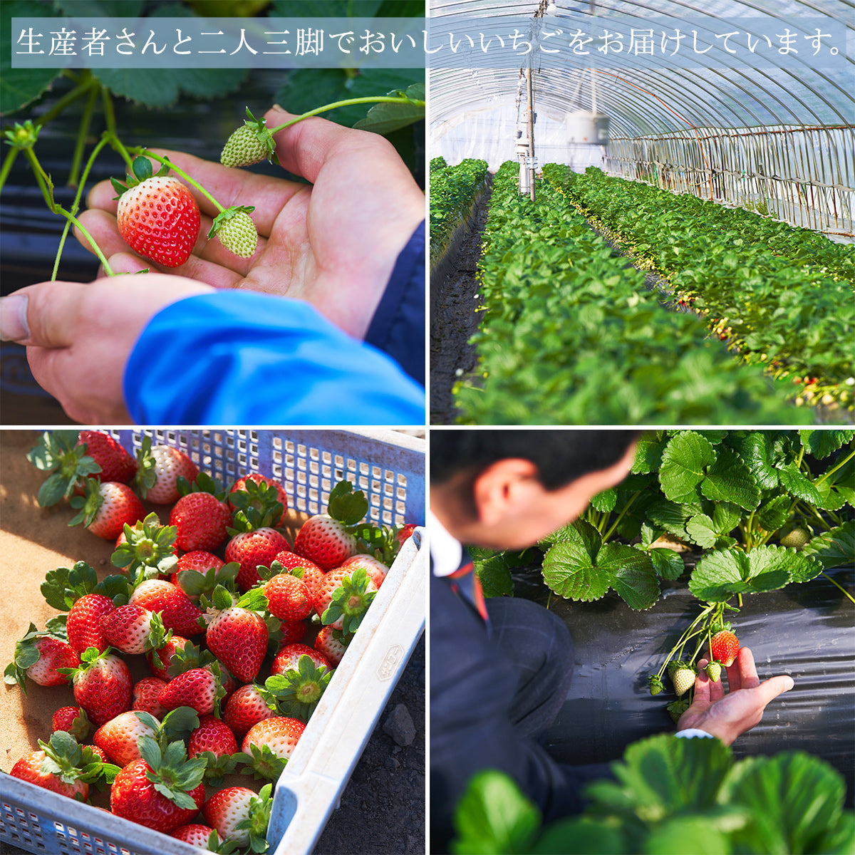 【予約受付中】500個限定！旬の国産フルーツのおせち3段重セット