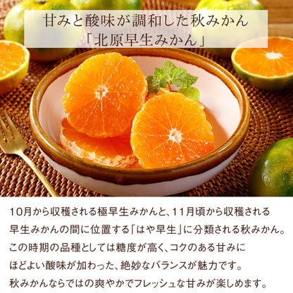 《エコ梱包》Seika公式ショップ リニューアル記念ミステリーボックス